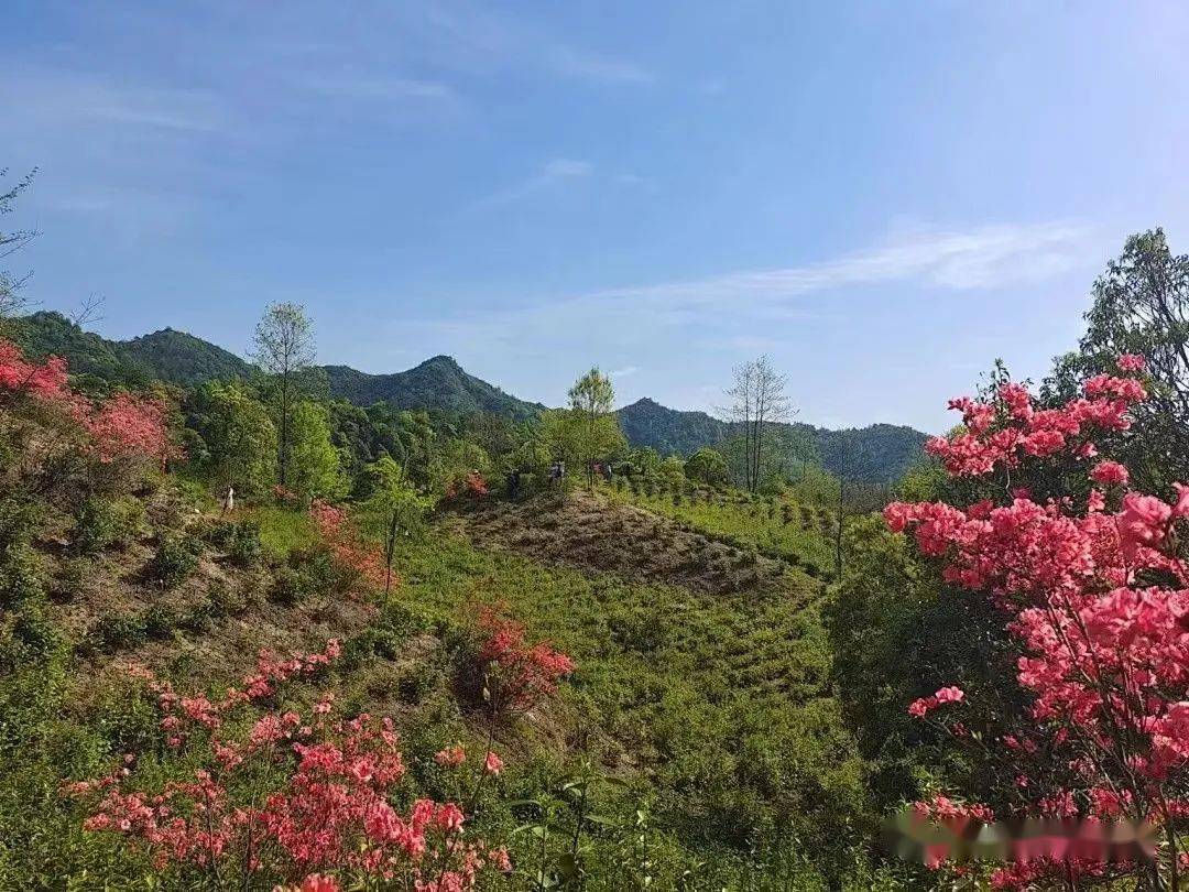 富硒野茶 黄山毛峰