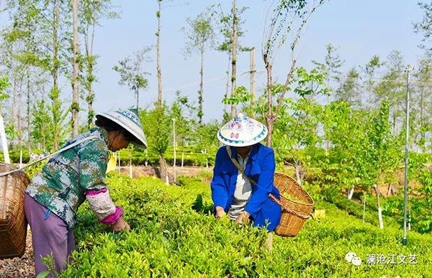 安徽野生富硒茶价格