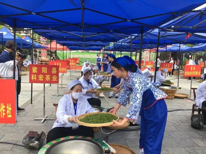 紫阳富硒茶手工制作