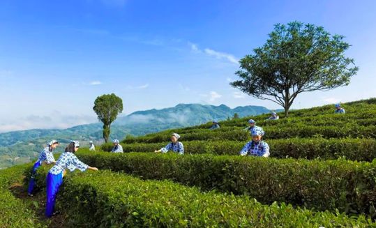 紫阳富硒茶手工制作