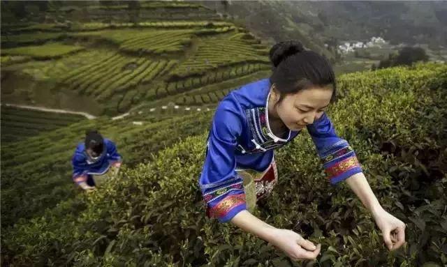 湖北恩施金果富硒茶