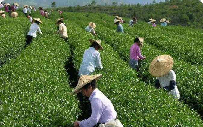 湖北恩施金果富硒茶