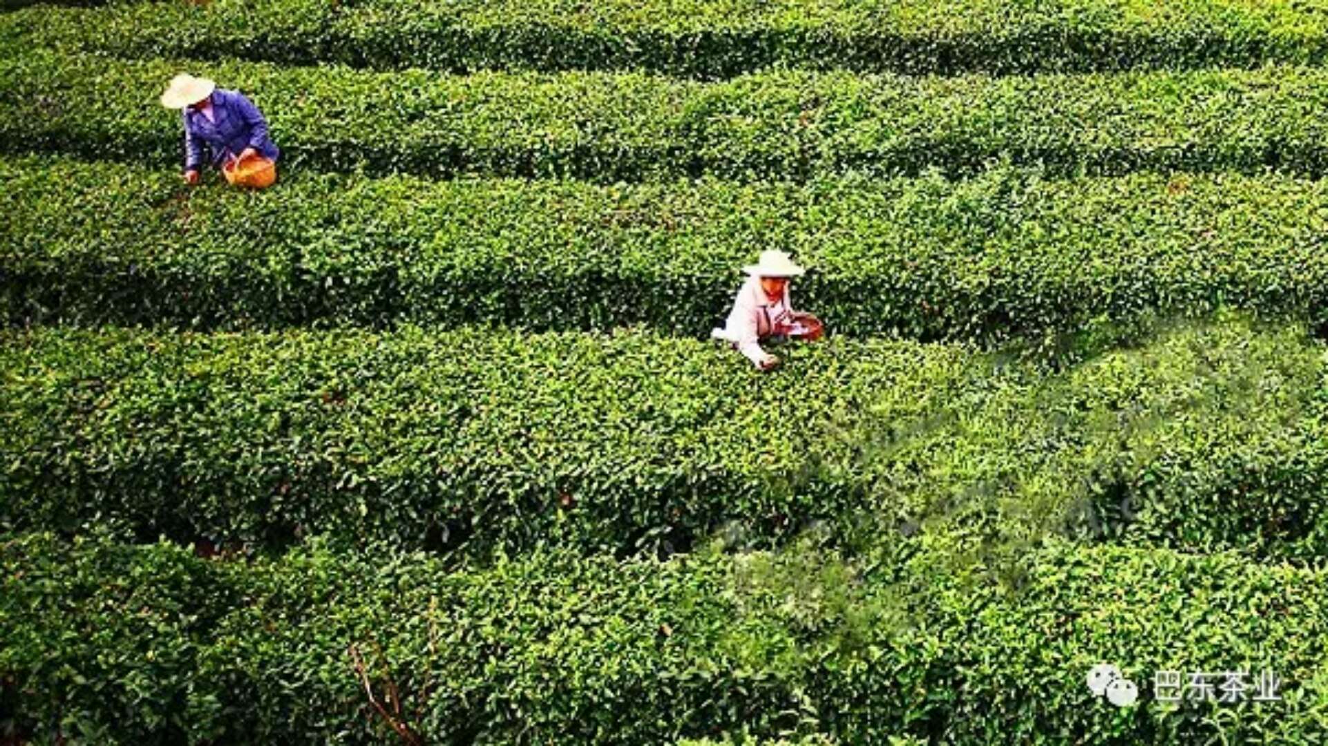 湖北恩施金果富硒茶