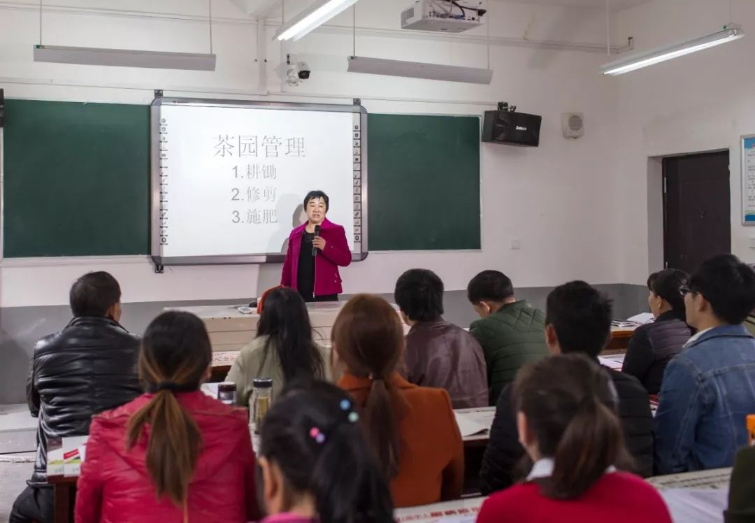 紫阳富硒茶真假辨别