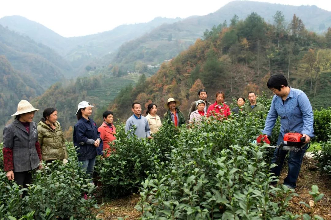 紫阳富硒茶真假辨别