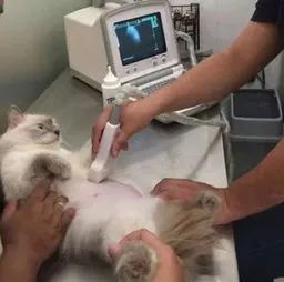 猫怎么补钙