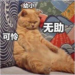 猫怎么补钙