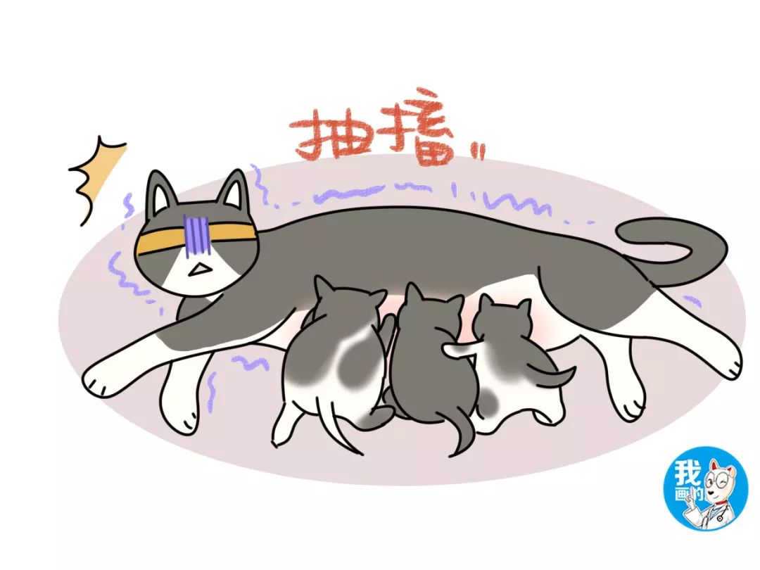 猫怎么补钙