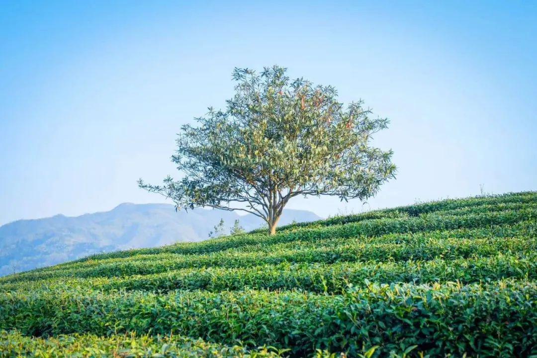 紫阳富硒茶私人订制