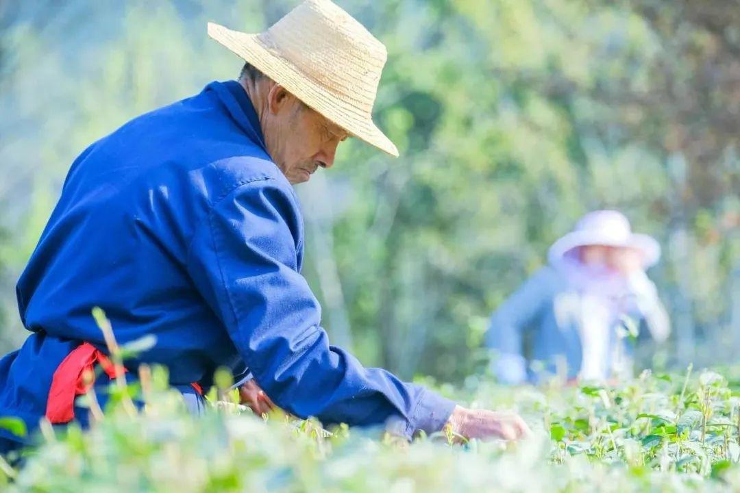 紫阳富硒茶私人订制