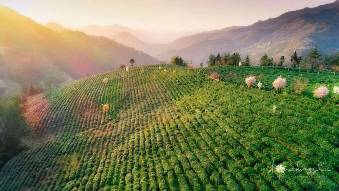 紫阳富硒茶私人订制