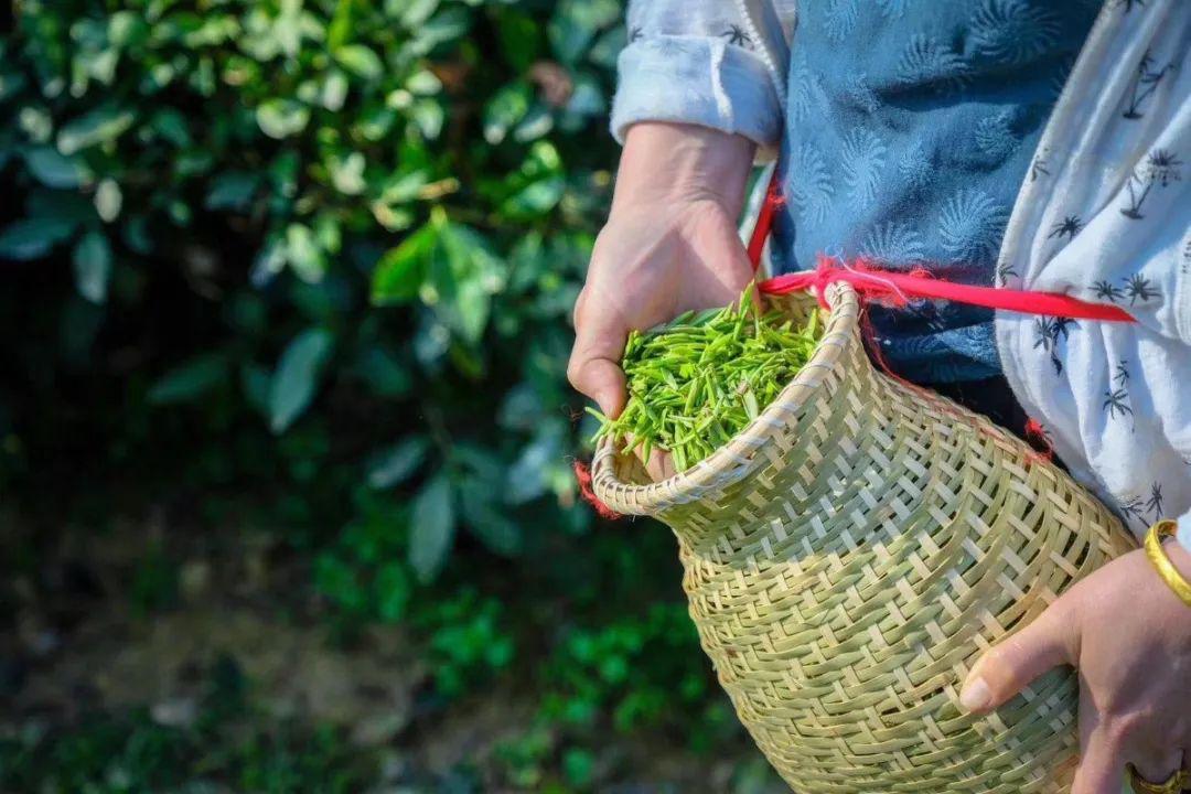 紫阳富硒茶私人订制