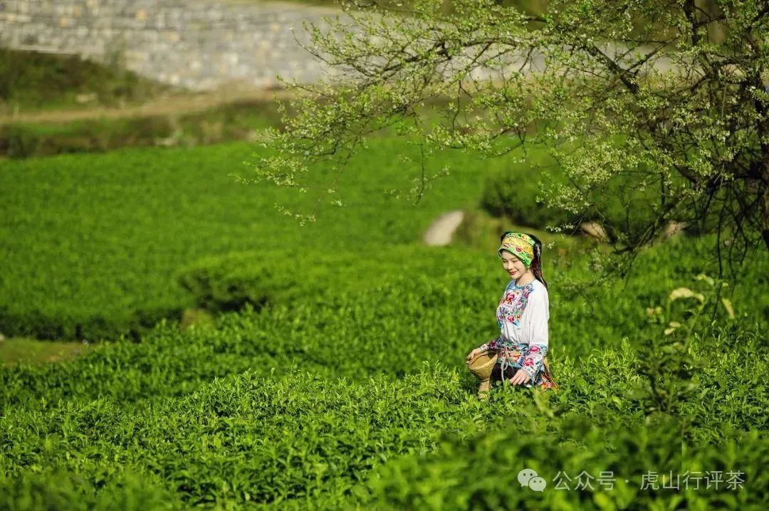 恩施富硒茶采摘时间