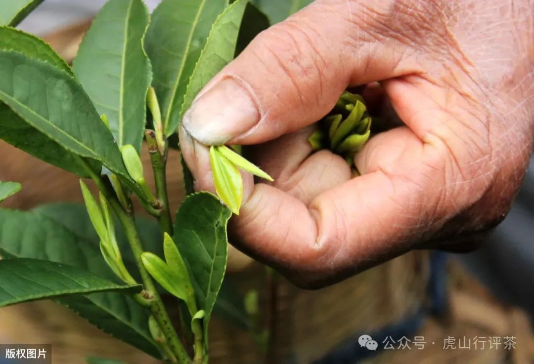 恩施富硒茶采摘时间