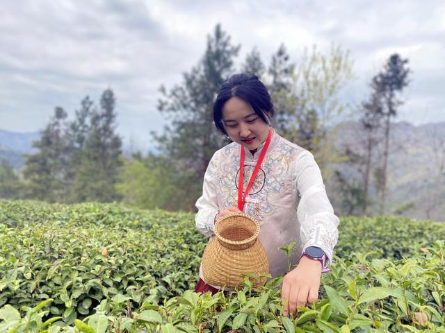 陕西紫阳富硒茶风景