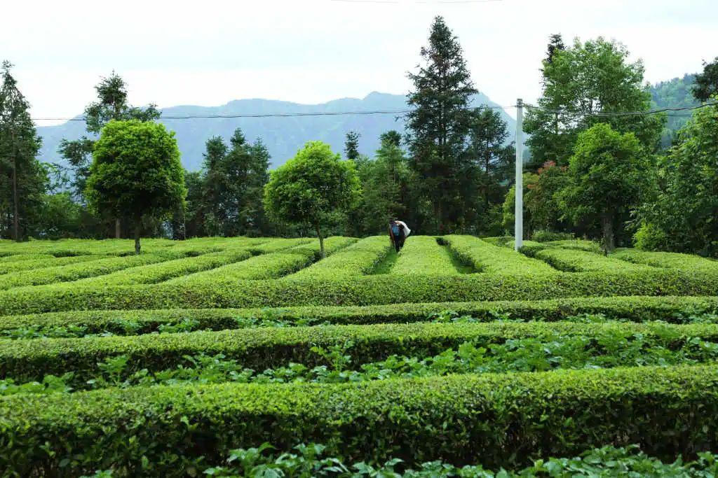 利川富硒茶绿茶价格