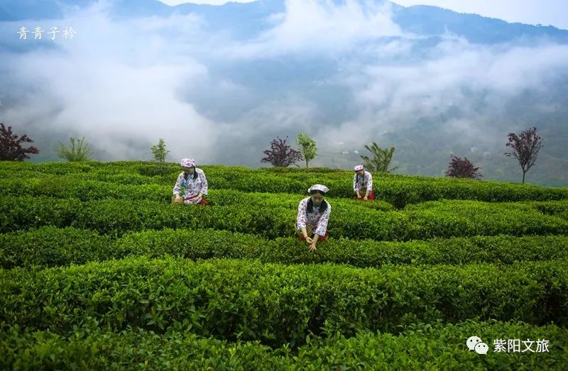 紫阳富硒茶旅游攻略