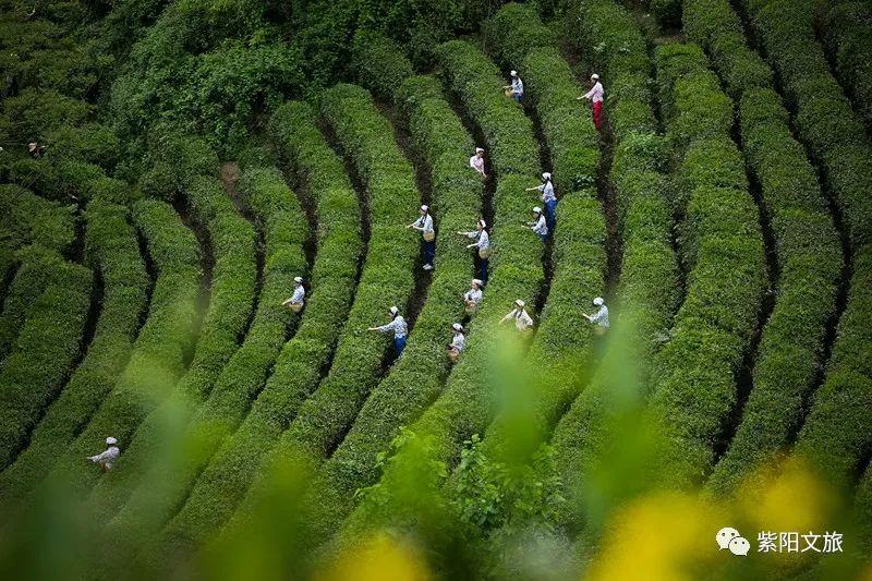 紫阳富硒茶旅游攻略