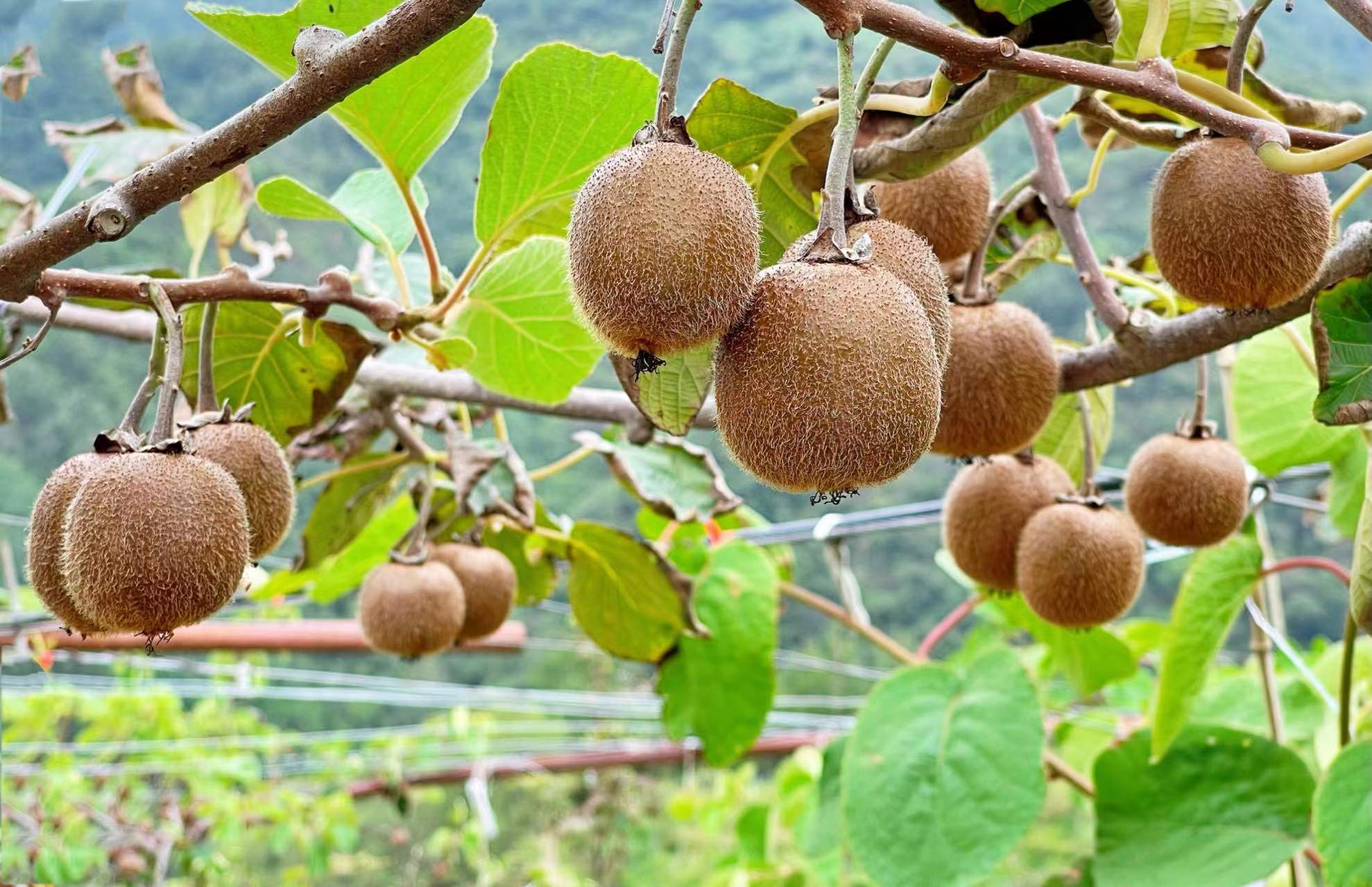 紫阳富硒茶发展历史