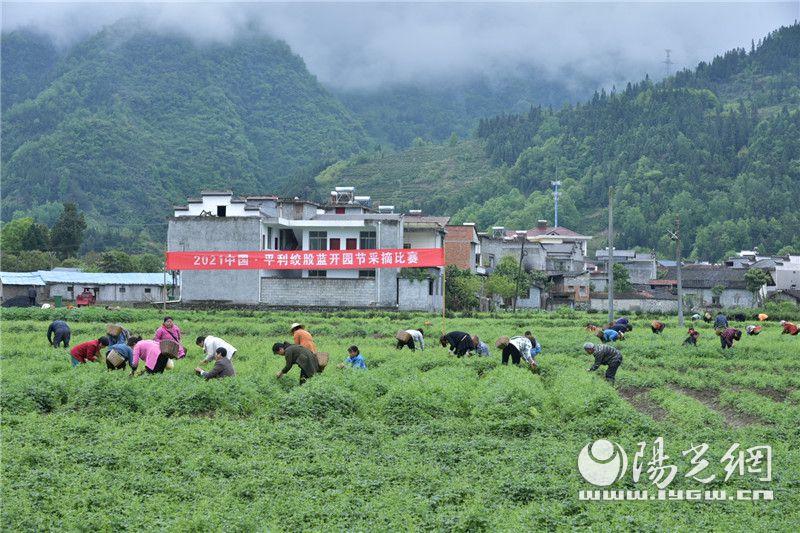 富硒绞股蓝是什么茶