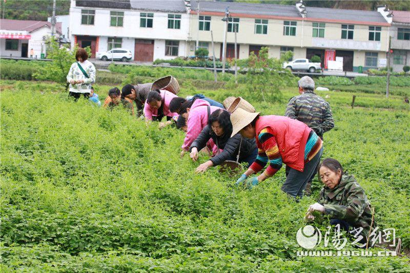 富硒绞股蓝是什么茶