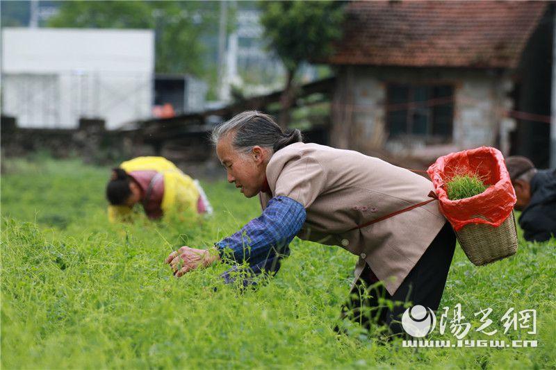 富硒绞股蓝是什么茶