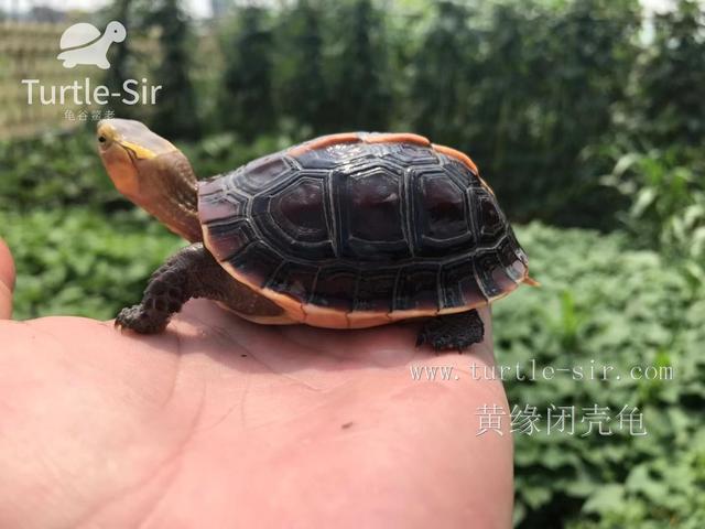 饲养黄缘闭壳龟十大误区，你中招了几个「龟谷鳖老」