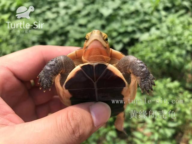 饲养黄缘闭壳龟十大误区，你中招了几个「龟谷鳖老」