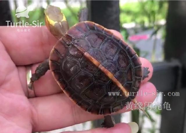 饲养黄缘闭壳龟十大误区，你中招了几个「龟谷鳖老」