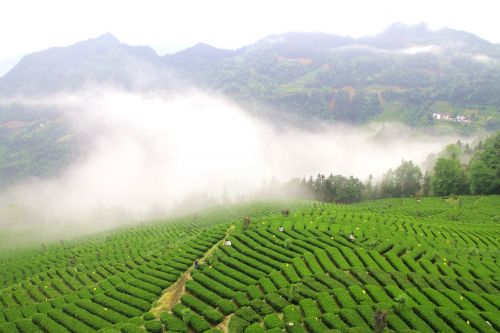 湖北恩施品牌富硒茶