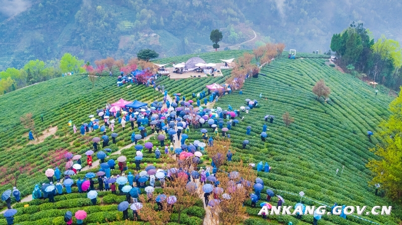 和平紫阳富硒茶西安