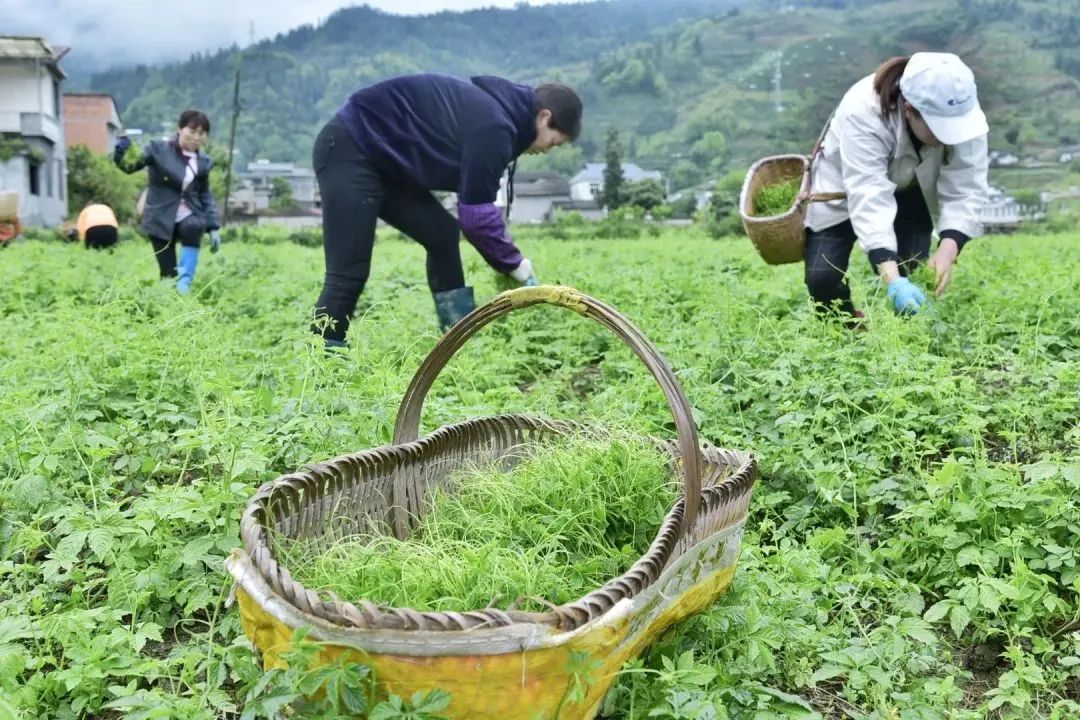 安康富硒茶主要销售