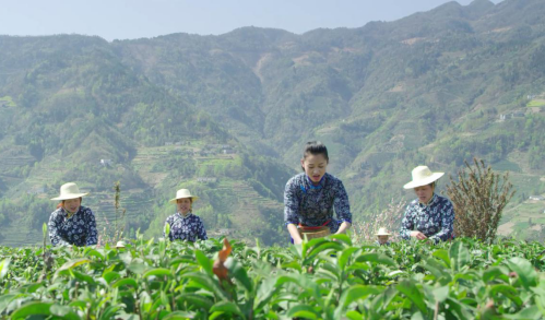 安康富硒茶主要销售