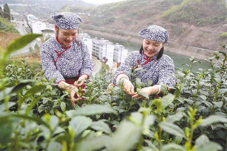 安康富硒茶营销现状