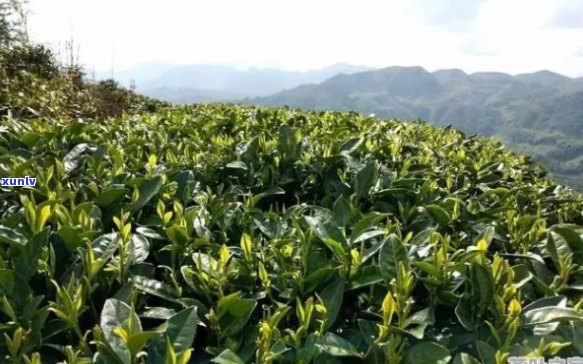 富硒茶的产地有哪些？了解全球主要产区及其特点