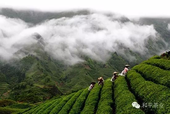 如何销售紫阳富硒茶