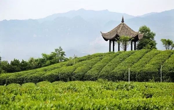 紫阳富硒茶营销状况