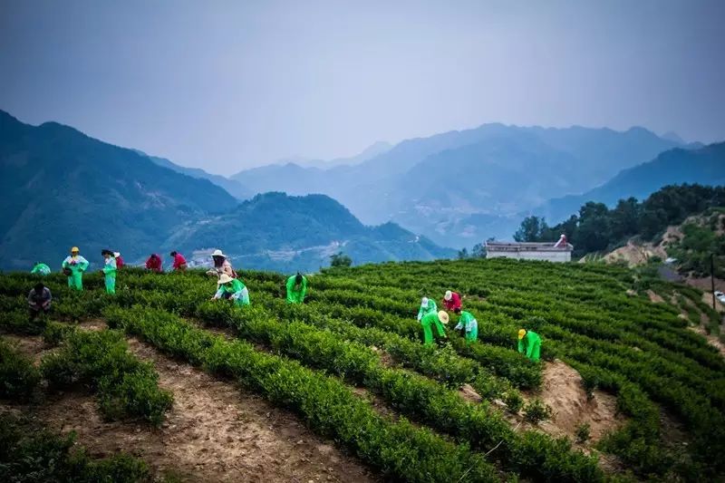 紫阳富硒茶营销状况