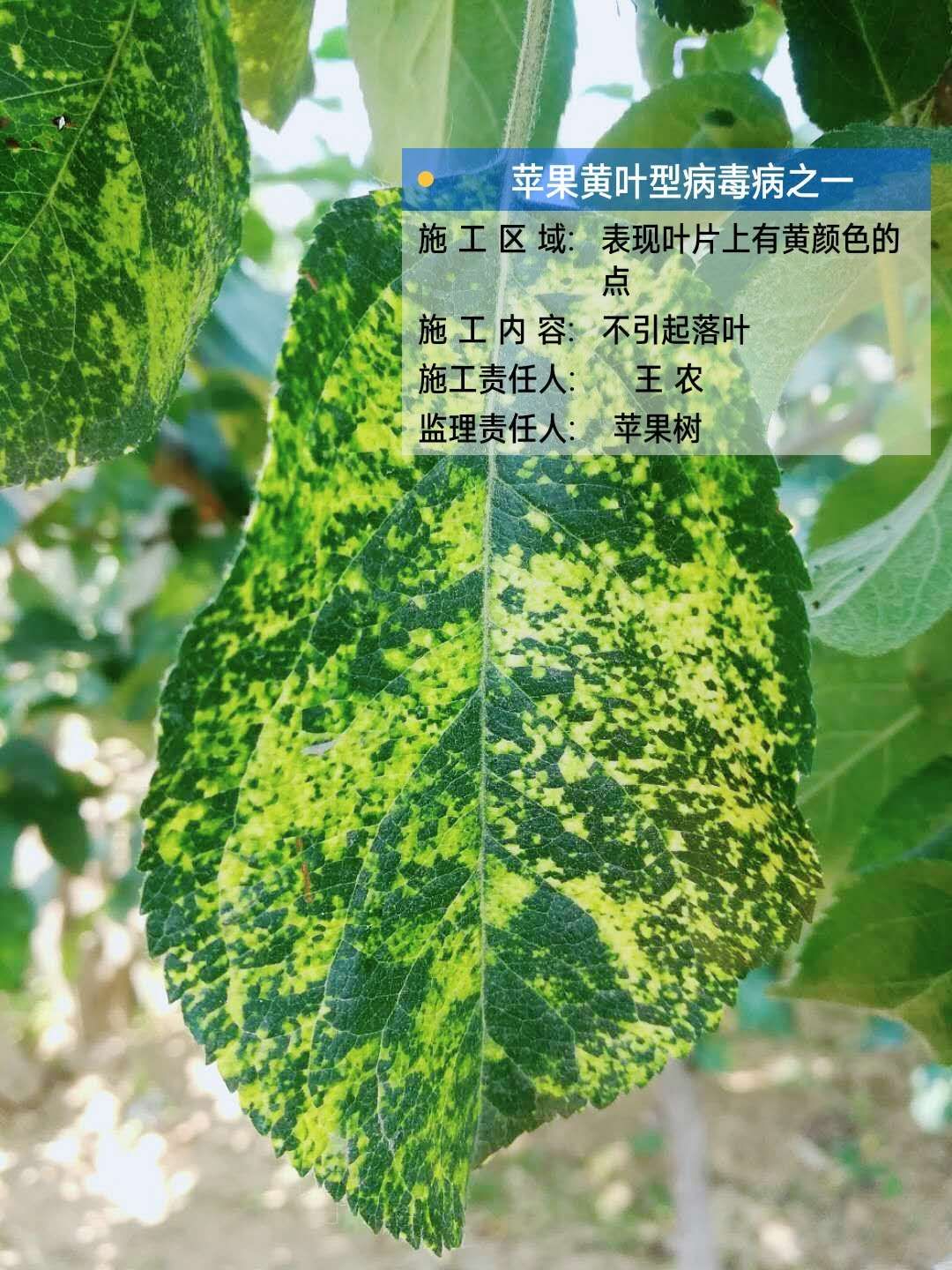 苹果补钙的最佳时间