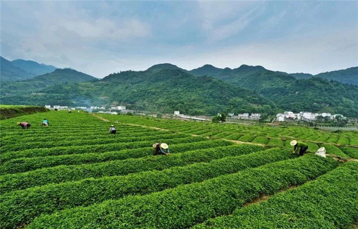 紫阳富硒茶基地地址