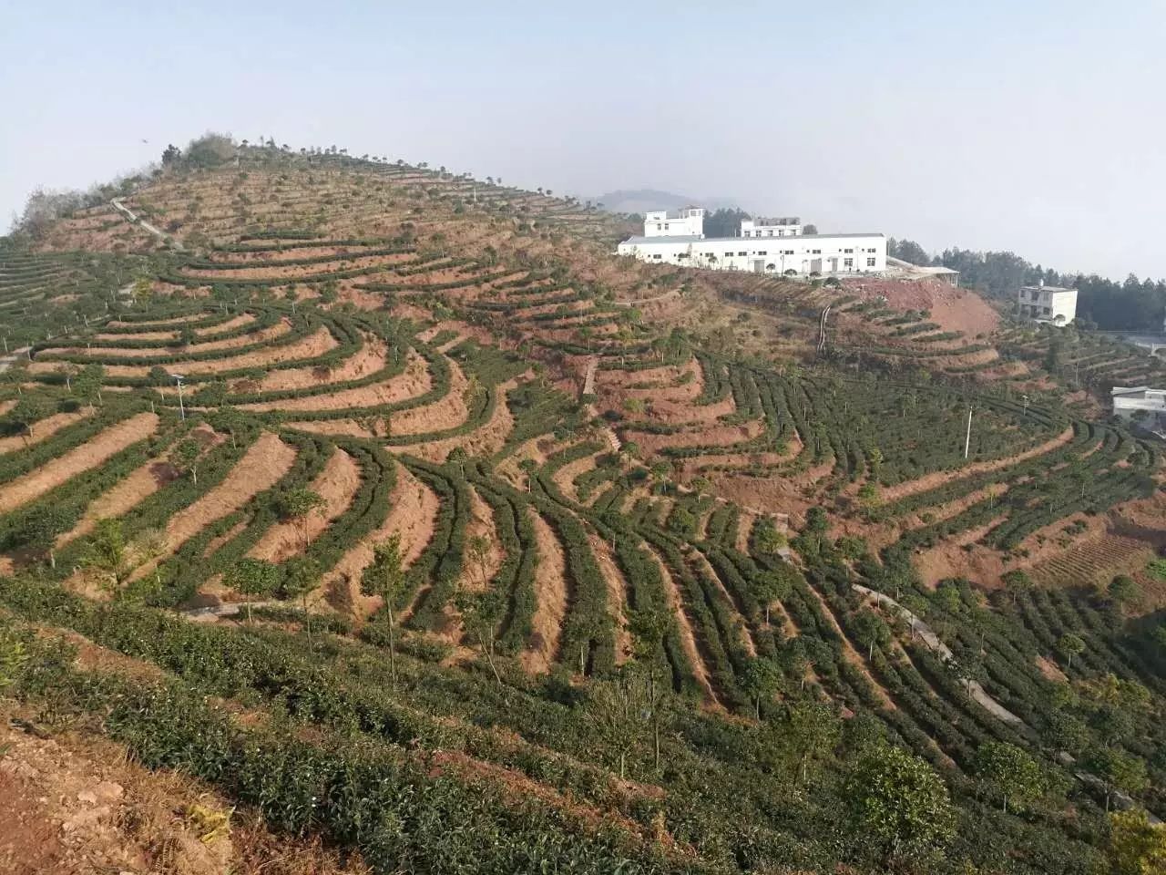 富硒茶玉露推荐企业