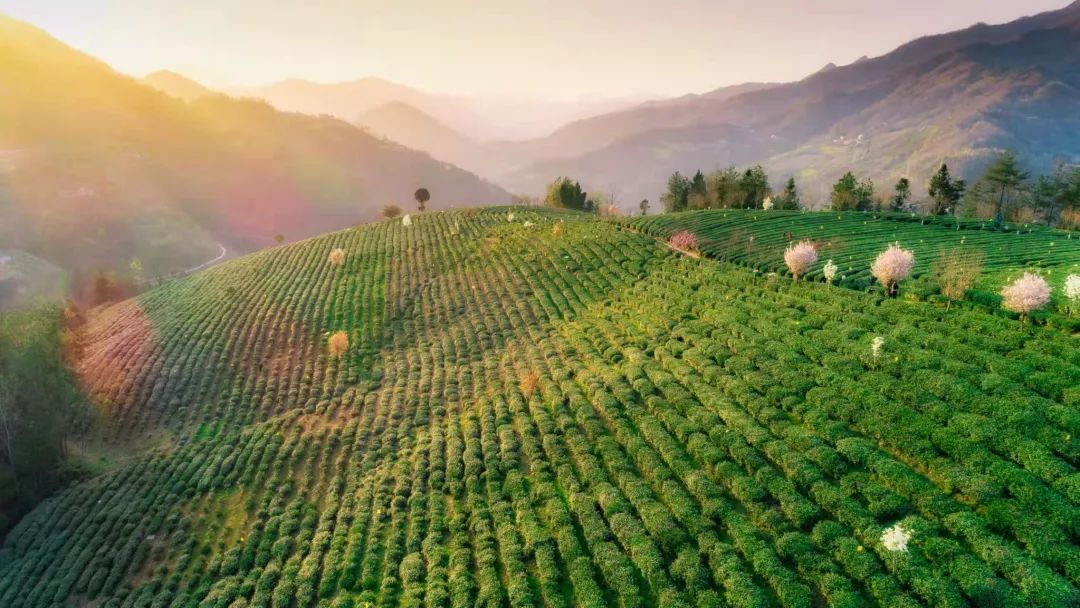 陕西紫阳富硒茶地点