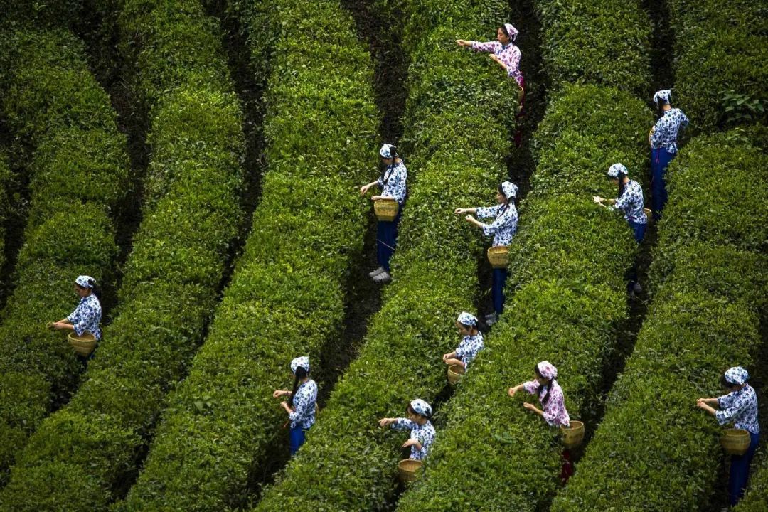 陕西紫阳富硒茶地点