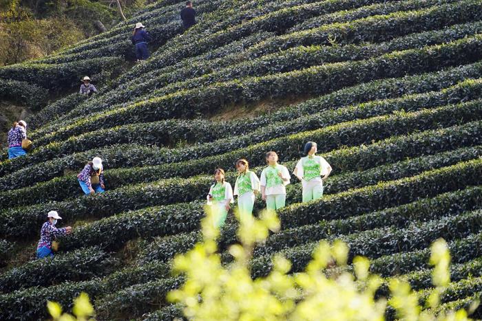 安康：茶姑秀手翻飞，茶歌随风飘扬