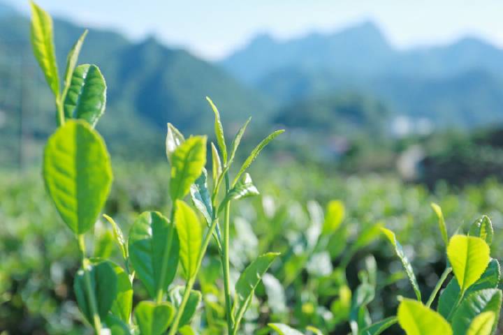 安康富硒茶直播岚皋