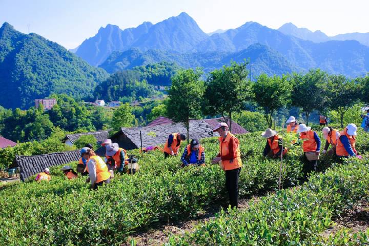 安康富硒茶直播岚皋