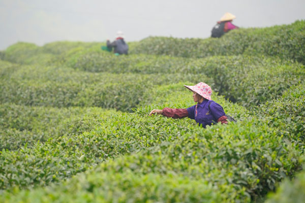 中国诏安富硒有机茶