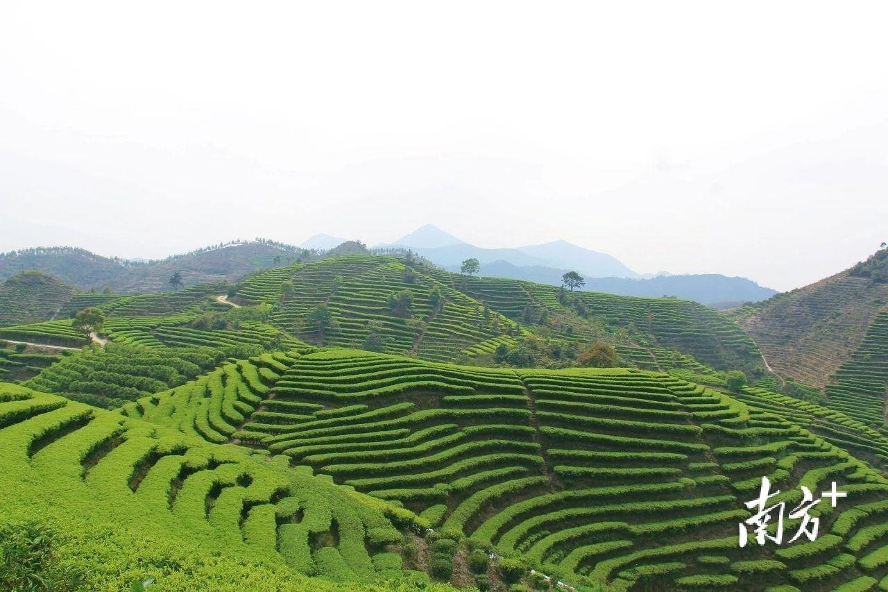 富硒单丛茶是什么茶