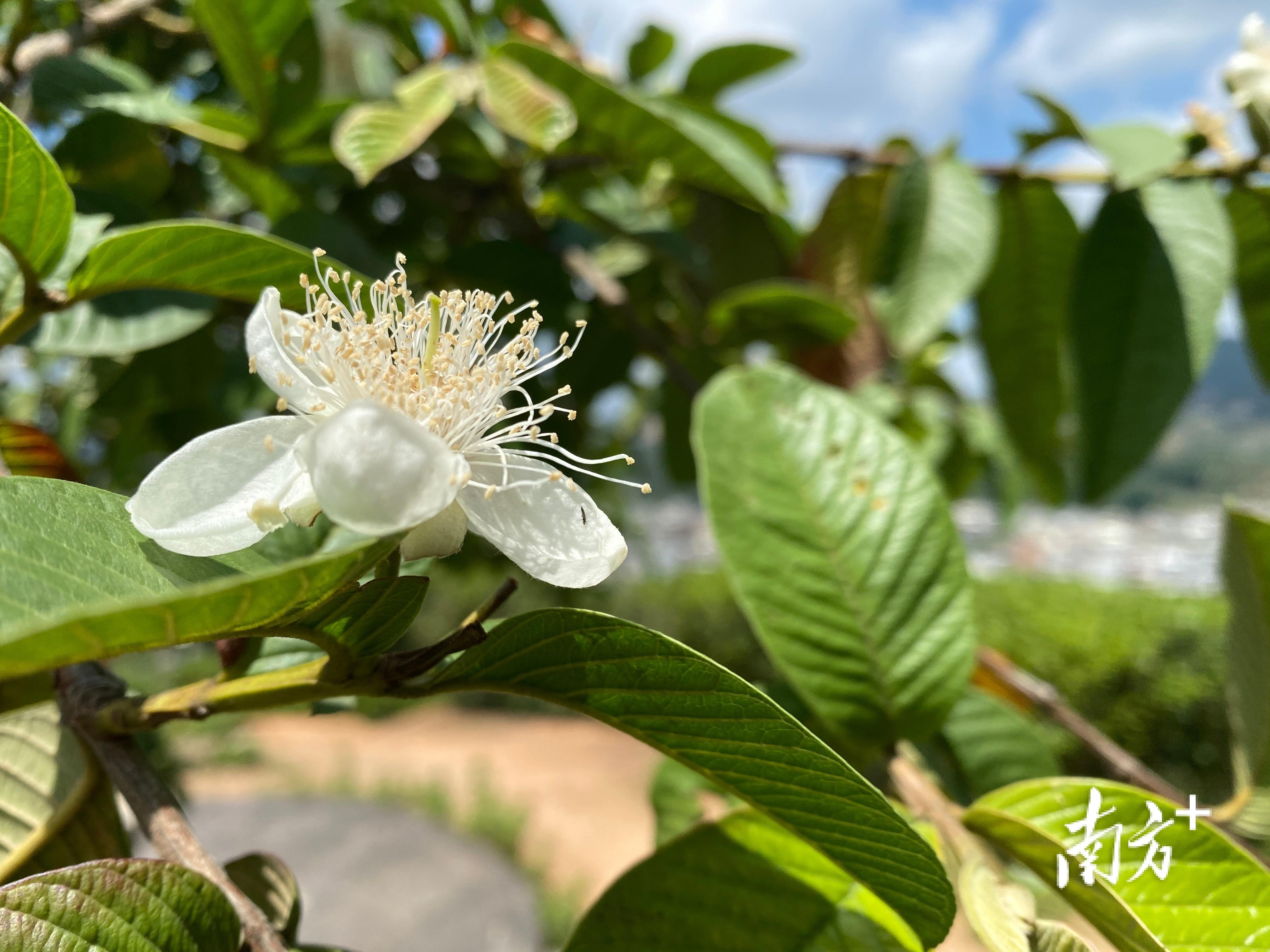 富硒单丛茶是什么茶