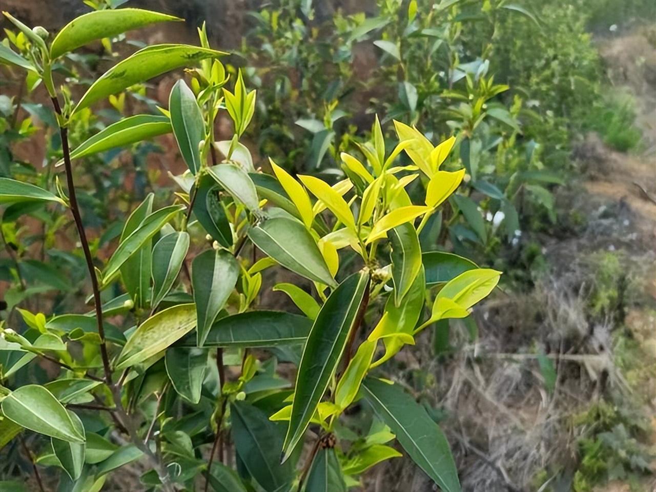 富硒单丛茶是什么茶